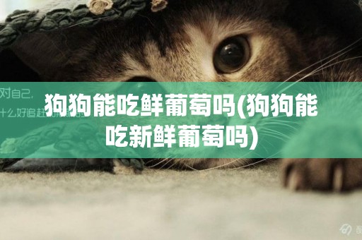 狗狗能吃鮮葡萄嗎(狗狗能吃新鮮葡萄嗎)
