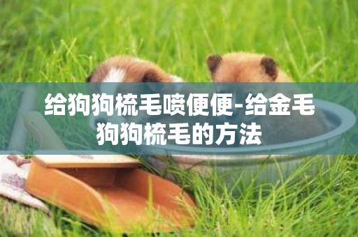 給狗狗梳毛噴便便-給金毛狗狗梳毛的方法