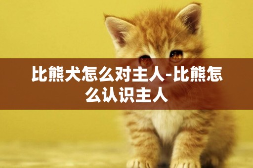 比熊犬怎么對主人-比熊怎么認識主人