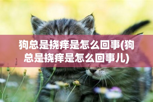 狗總是撓癢是怎么回事(狗總是撓癢是怎么回事兒)