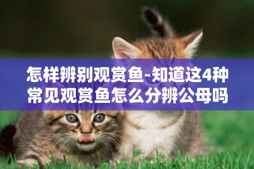 怎樣辨別觀賞魚-知道這4種常見觀賞魚怎么分辨公母嗎