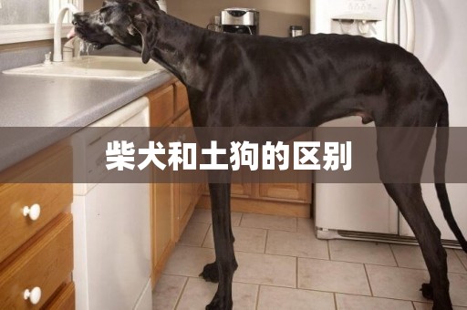 柴犬和土狗的區別 