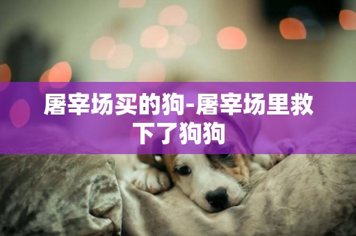 屠宰場買的狗-屠宰場里救下了狗狗