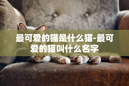 最可愛的貓是什么貓-最可愛的貓叫什么名字