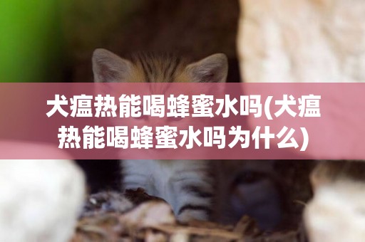 犬瘟熱能喝蜂蜜水嗎(犬瘟熱能喝蜂蜜水嗎為什么)