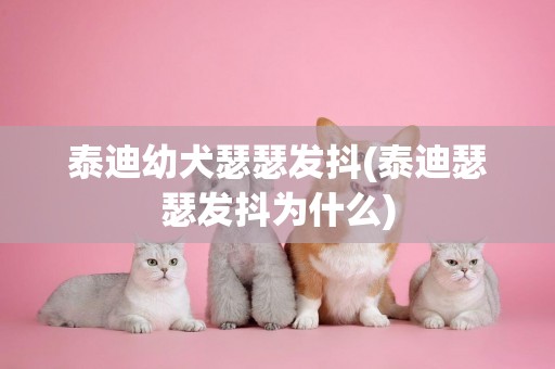 泰迪幼犬瑟瑟發抖(泰迪瑟瑟發抖為什么)