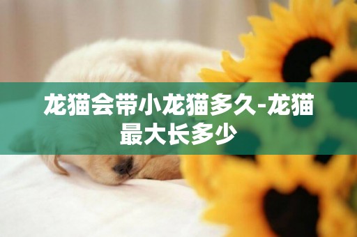 龍貓會帶小龍貓多久-龍貓最大長多少