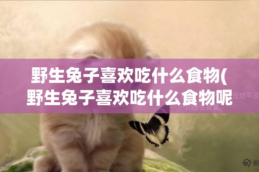 野生兔子喜歡吃什么食物(野生兔子喜歡吃什么食物呢)