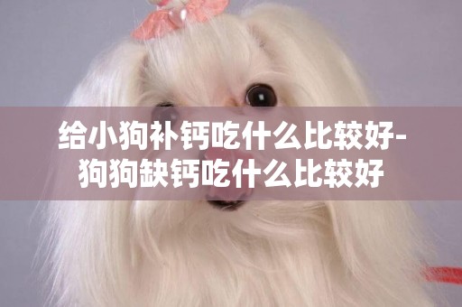 給小狗補鈣吃什么比較好-狗狗缺鈣吃什么比較好