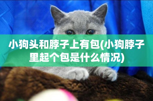 小狗頭和脖子上有包(小狗脖子里起個包是什么情況)