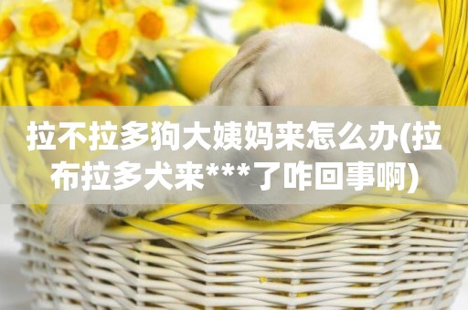 拉不拉多狗大姨媽來怎么辦(拉布拉多犬來***了咋回事啊)
