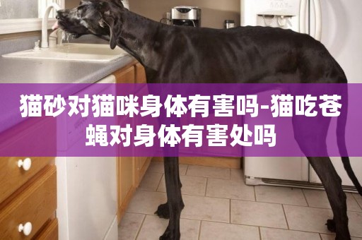 貓砂對貓咪身體有害嗎-貓吃蒼蠅對身體有害處嗎