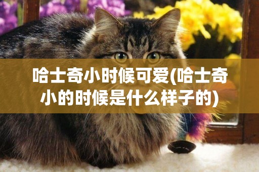 哈士奇小時候可愛(哈士奇小的時候是什么樣子的)