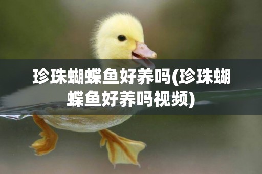 珍珠蝴蝶魚好養嗎(珍珠蝴蝶魚好養嗎視頻)
