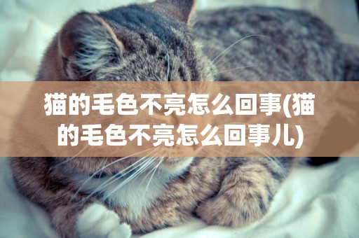 貓的毛色不亮怎么回事(貓的毛色不亮怎么回事兒)