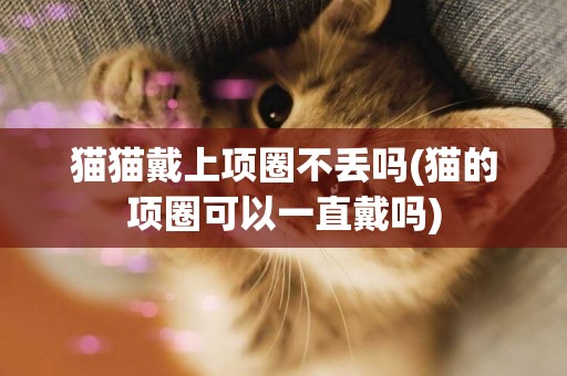 貓貓戴上項圈不丟嗎(貓的項圈可以一直戴嗎)