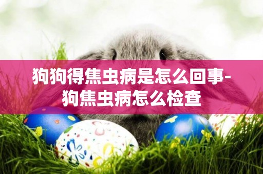 狗狗得焦蟲病是怎么回事-狗焦蟲病怎么檢查