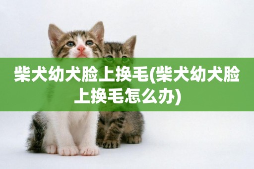 柴犬幼犬臉上換毛(柴犬幼犬臉上換毛怎么辦)