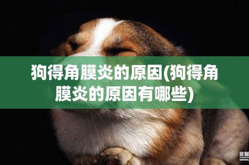 狗得角膜炎的原因(狗得角膜炎的原因有哪些)