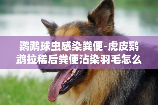鸚鵡球蟲感染糞便-虎皮鸚鵡拉稀后糞便沾染羽毛怎么辦