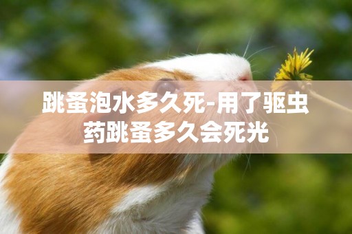 跳蚤泡水多久死-用了驅蟲藥跳蚤多久會死光