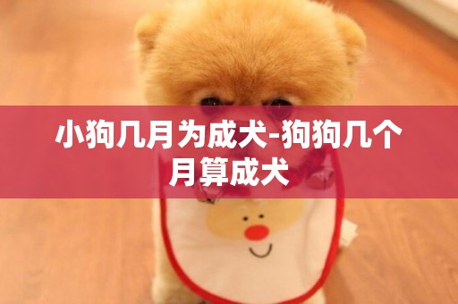 小狗幾月為成犬-狗狗幾個月算成犬