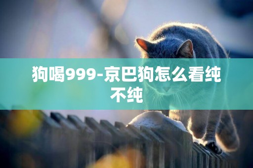 狗喝999-京巴狗怎么看純不純