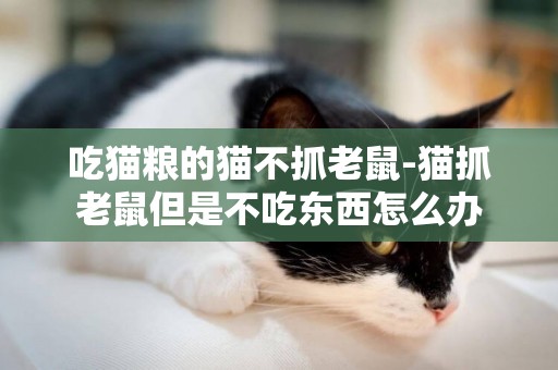 吃貓糧的貓不抓老鼠-貓抓老鼠但是不吃東西怎么辦