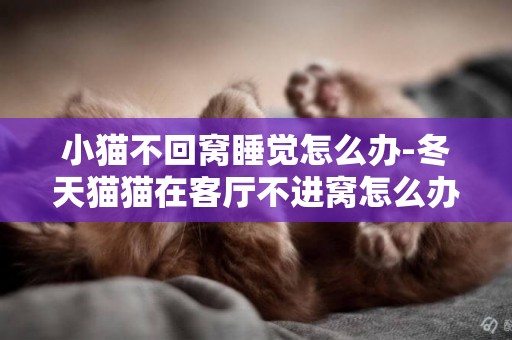 小貓不回窩睡覺怎么辦-冬天貓貓在客廳不進窩怎么辦
