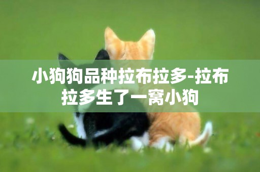 小狗狗品種拉布拉多-拉布拉多生了一窩小狗
