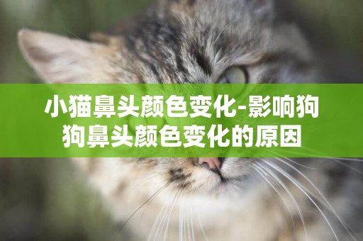 小貓鼻頭顏色變化-影響狗狗鼻頭顏色變化的原因