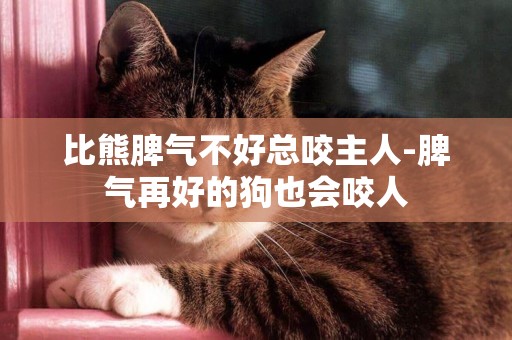 比熊脾氣不好總咬主人-脾氣再好的狗也會咬人