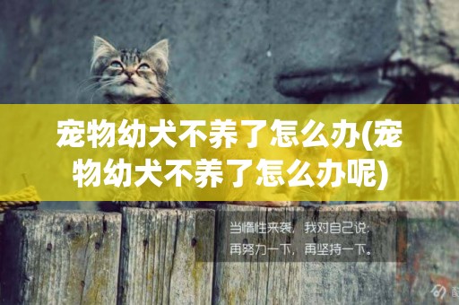 寵物幼犬不養了怎么辦(寵物幼犬不養了怎么辦呢)