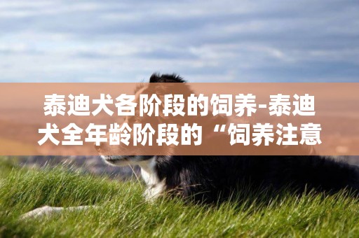泰迪犬各階段的飼養-泰迪犬全年齡階段的“飼養注意”