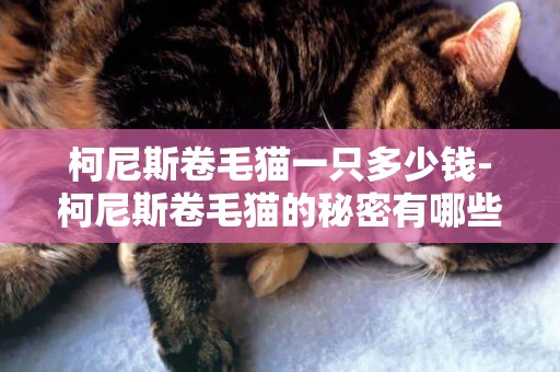 柯尼斯卷毛貓一只多少錢-柯尼斯卷毛貓的秘密有哪些