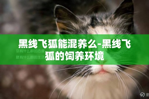黑線飛狐能混養么-黑線飛狐的飼養環境