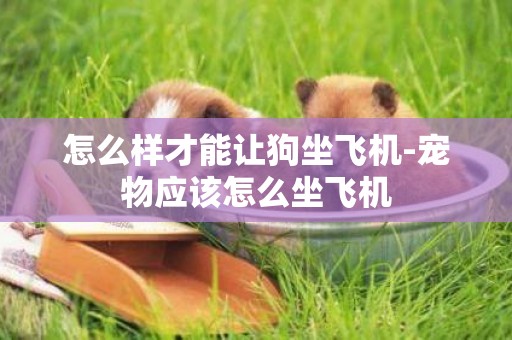 怎么樣才能讓狗坐飛機-寵物應該怎么坐飛機