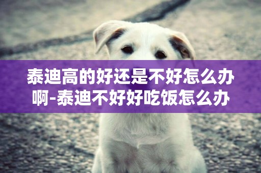 泰迪高的好還是不好怎么辦啊-泰迪不好好吃飯怎么辦