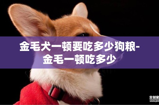 金毛犬一頓要吃多少狗糧-金毛一頓吃多少