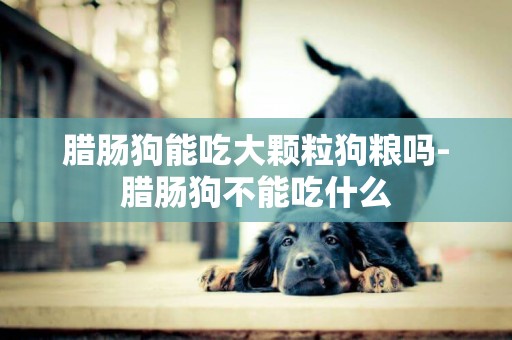 臘腸狗能吃大顆粒狗糧嗎-臘腸狗不能吃什么