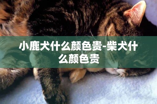 小鹿犬什么顏色貴-柴犬什么顏色貴