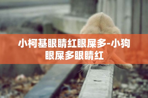 小柯基眼睛紅眼屎多-小狗眼屎多眼睛紅