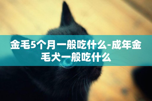 金毛5個月一般吃什么-成年金毛犬一般吃什么