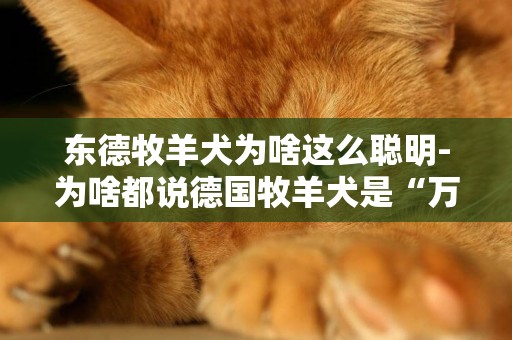 東德牧羊犬為啥這么聰明-為啥都說德國牧羊犬是“萬能”的犬種
