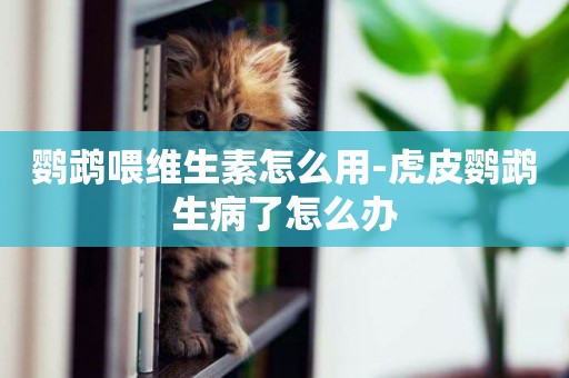 鸚鵡喂維生素怎么用-虎皮鸚鵡生病了怎么辦