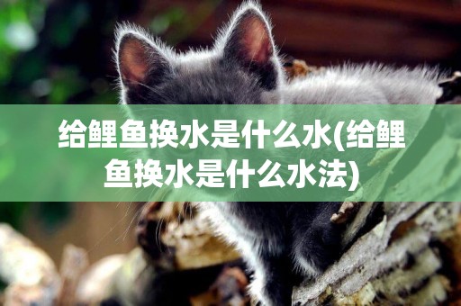 給鯉魚換水是什么水(給鯉魚換水是什么水法)