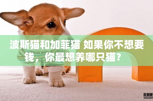 波斯貓和加菲貓 如果你不想要錢，你最想養哪只貓？ 