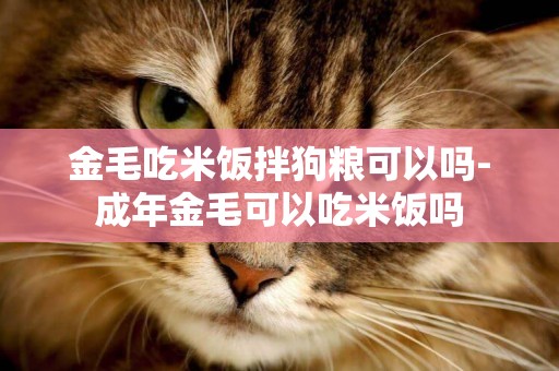 金毛吃米飯拌狗糧可以嗎-成年金毛可以吃米飯嗎