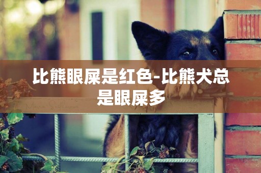 比熊眼屎是紅色-比熊犬總是眼屎多