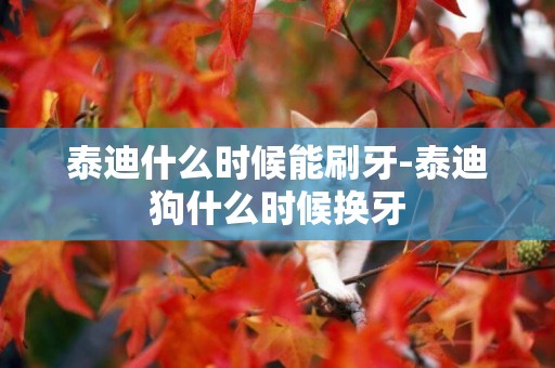 泰迪什么時候能刷牙-泰迪狗什么時候換牙